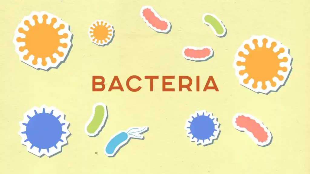 봉와직염 증상의 원인인 박테리아를 묘사한 그림
